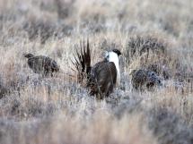 Male and female greater sage-grouse