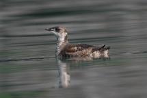 Close up of a marbled murrelet seabird in breeding plumage and on the water.