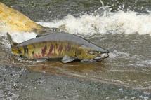 Chum salmon in shallow water
