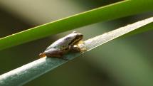 Pacific Tree Frog on grass