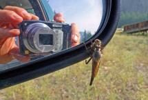 A robber fly pins down a honeybee. The camera taking the picture is reflected in a vehicle mirror.