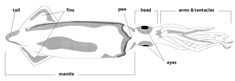 Drawing of a squid with anatomical features labeled 