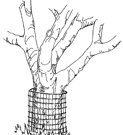 Drawing of a beaver-proof fence surrounding a tree trunk