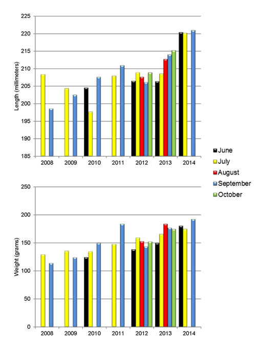 Two charts showing weight and length of sardine sample between 2008 and 2014
