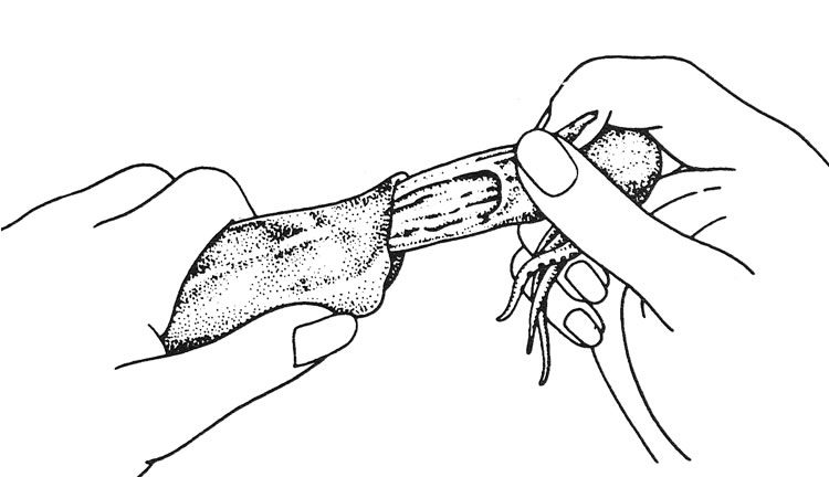 Drawing showing how to gently remove the pen, viscera, and tentacles from the mantle