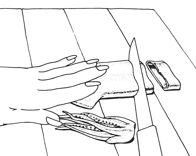 Drawing showing cleaned mantle being cut into rings with tentacles on the side
