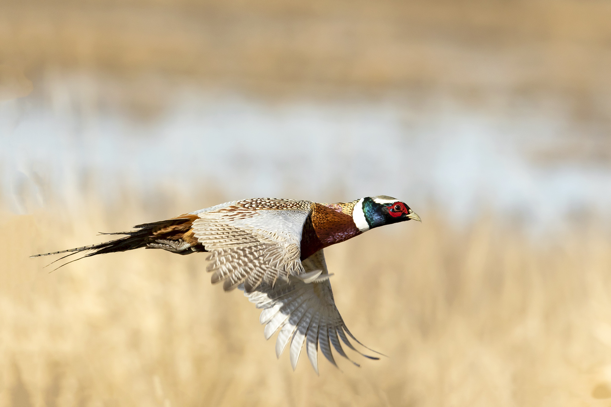 Ring-necked pheasant  Washington Department of Fish & Wildlife