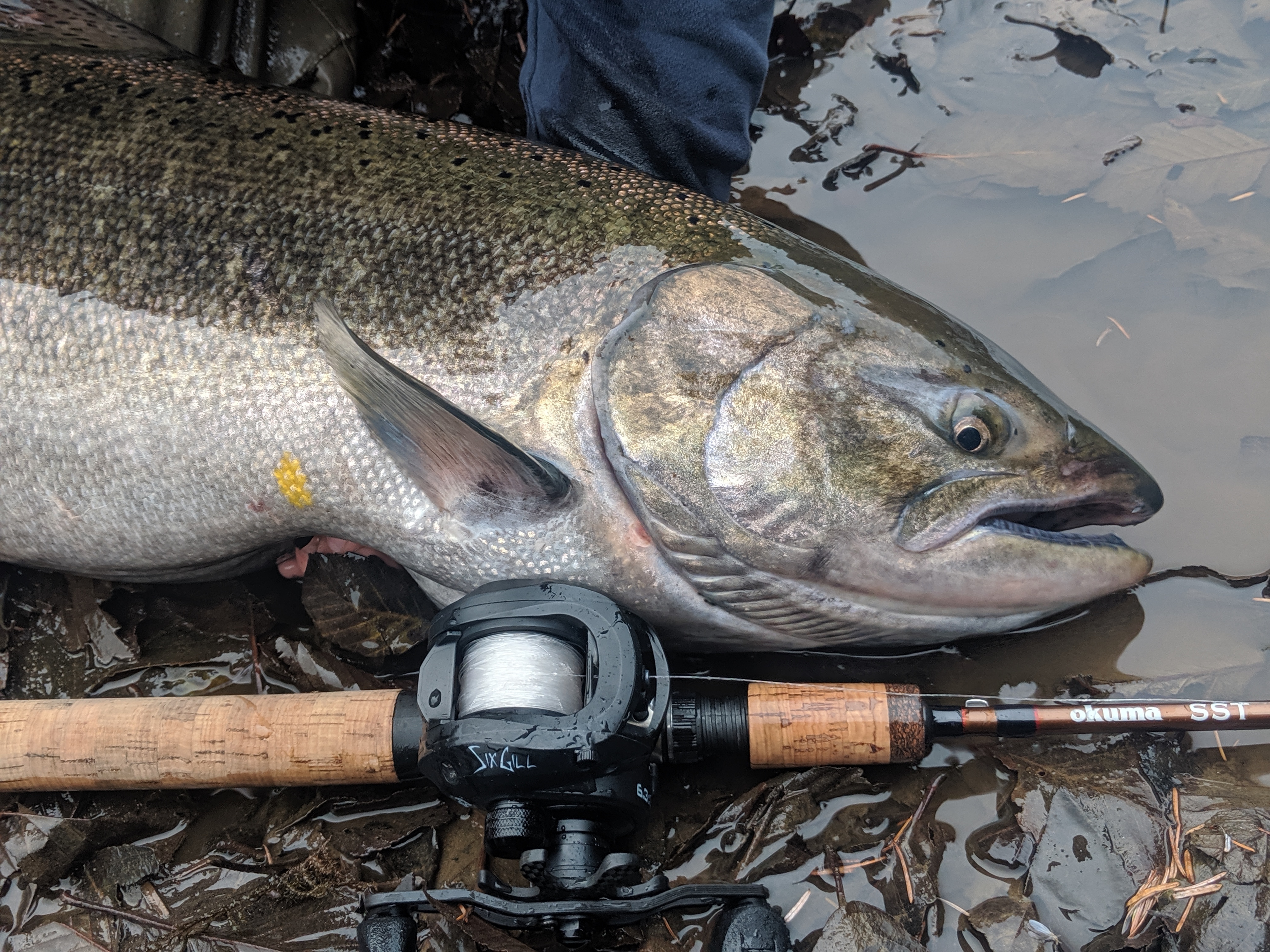  When Does Trout Fishing Season Start In Washington State - Unique Fish 