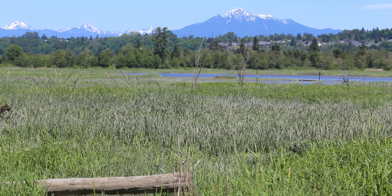 Landscape view of wetland with snow-capped mountains in background.