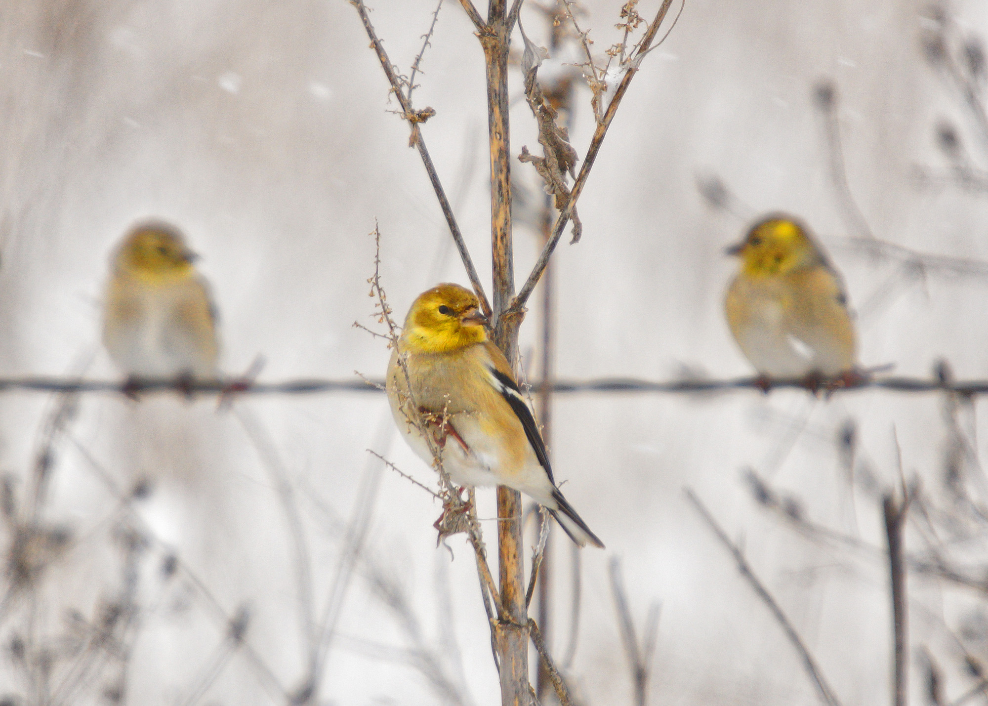 Goldfinch trio in winter