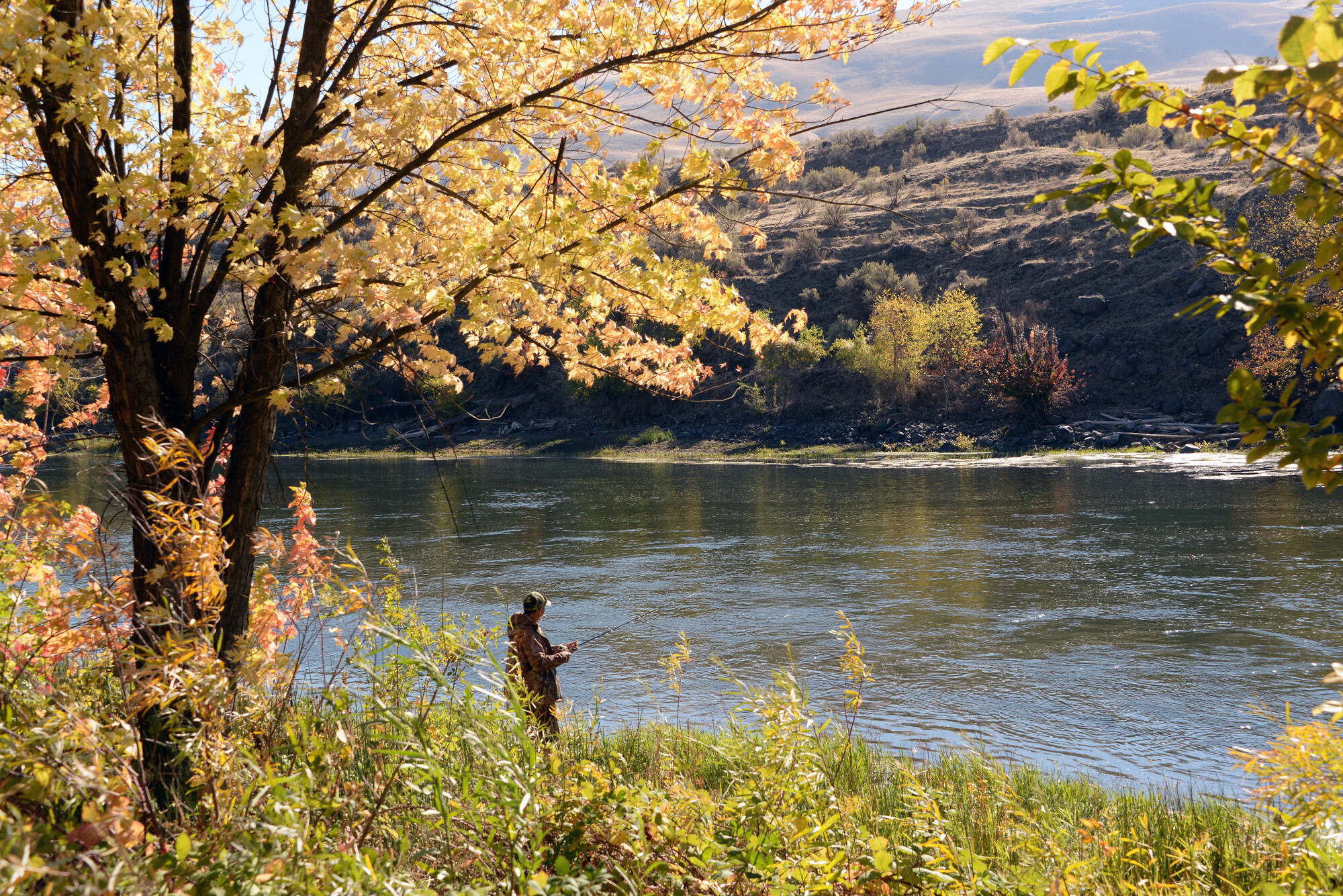 Angler fishing the Yakima River with fall colors. 