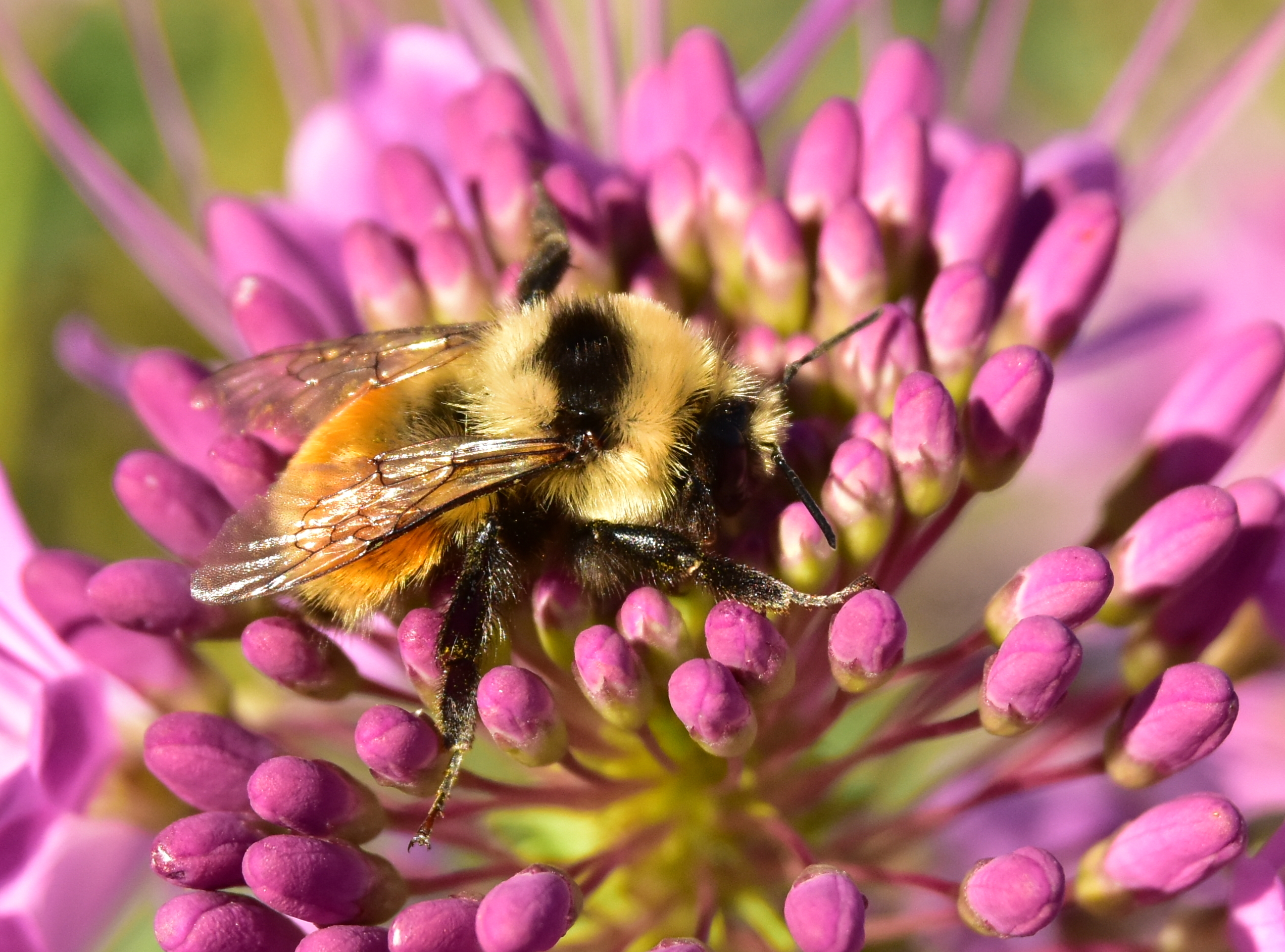 A bumblebee sitting within a pink flower