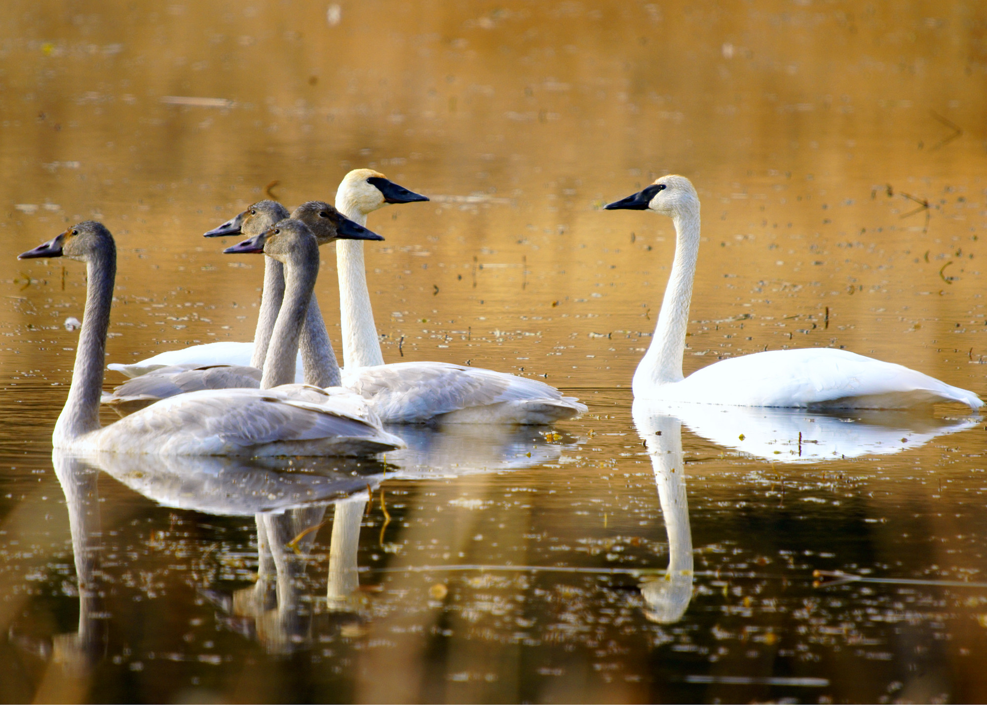 Six swans floating on a still lake