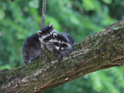 Baby raccoons Thumbnail