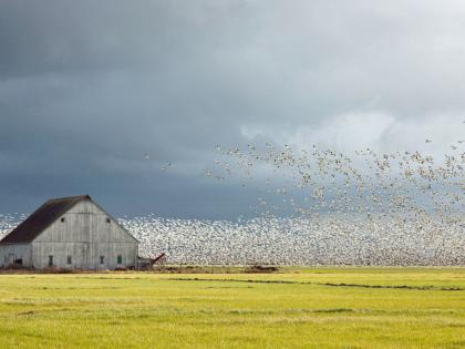 Skagit Morning Thumbnail