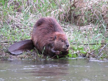 Beaver stands next to water body