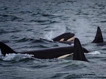 A pod of orcas swims together in Puget Sound.