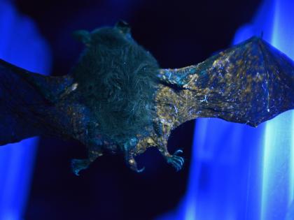 A bat's wings glow in the dark under UV light