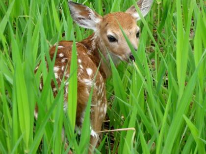 A fawn in tall grass