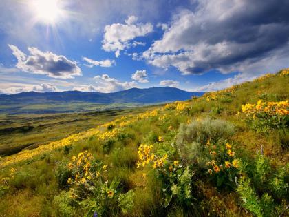 Wildflowers on shrubsteppe