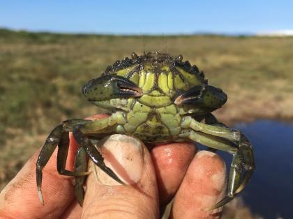 Hand holding European green crab