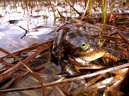 An adult Oregon spotted frog in a marsh