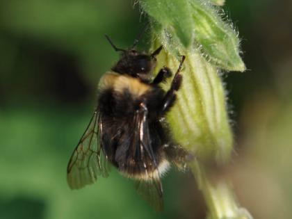 Close up of a western bumble bee on a plant.