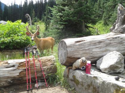 Deer and marmot are curious about hikers