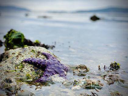 Purple sea star on a rock half submerged in water