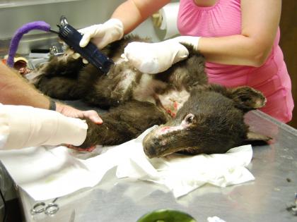 Burned bear cub gets treated at wildlife rehab facility