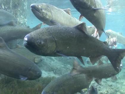 Underwater view of Chinook salmon swimming in a group