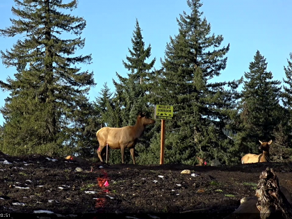 Elk uses wildlife crossing near Interstate 90