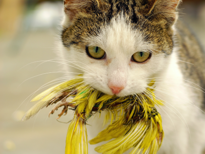Domestic cat holds song bird in its mouth