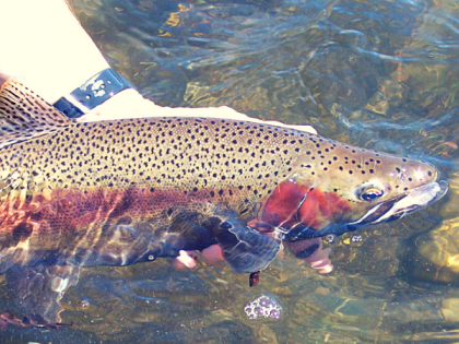 Person holds redband trout in water