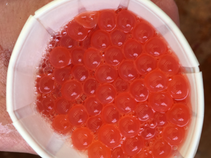 Hatchery Chinook salmon eggs