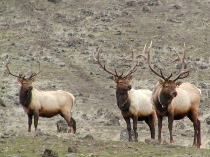 Three bull elk