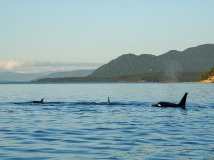 Orcas in San Juan Islands