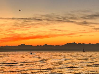 Orca at sunset off Golden Gardens park in Seattle