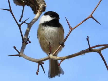 Backyard Bird Count