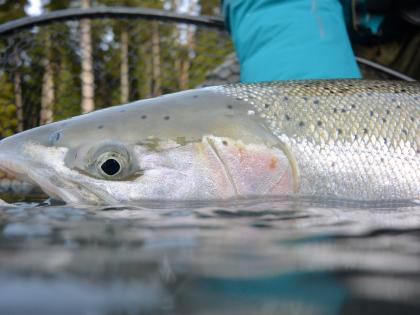 Places to go fishing  Washington Department of Fish & Wildlife