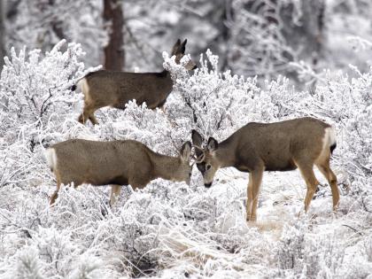 Mule deer in the Methow Valley