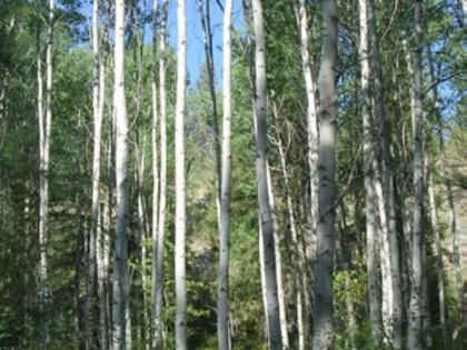 Trees on a sunny day at Rustler's Gulch