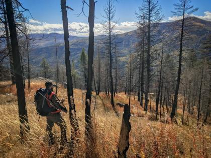A deer hunter looks out over a burned forest ridge using binoculars