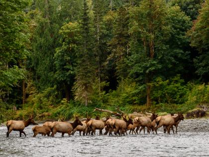 A herd of elk wades across the Dosewallips River.