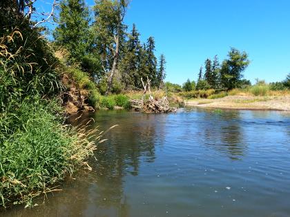Stillman Creek with brushy riverbank in the foreground