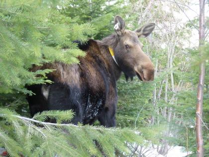 A moose near a tree wearing a collar