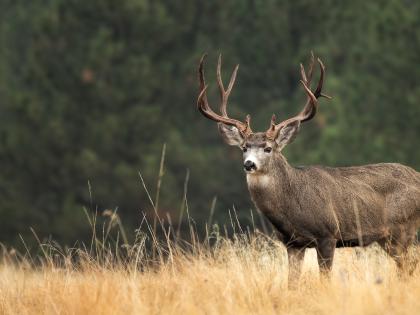 A mule tail deer buck stands alert in a field of dry grass
