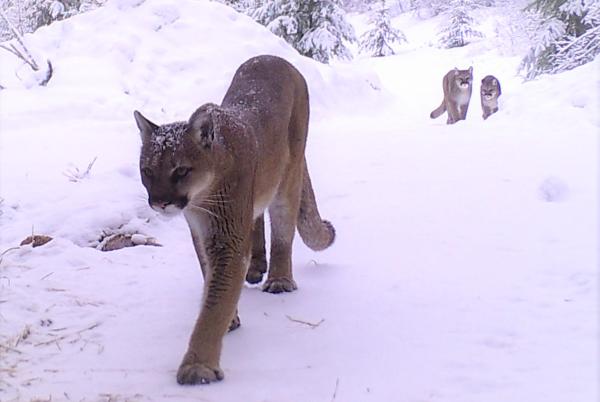 female cougar and her kittens 