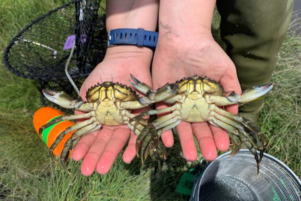 Two european green crabs removed by WDFW