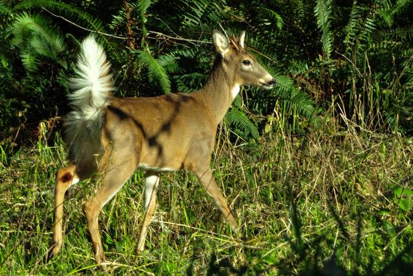 Columbian white-tailed deer